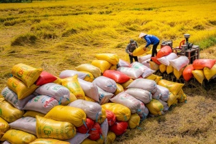 Bàn thảo định hướng xuất khẩu gạo