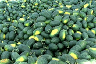 Nhiều điều kiện cần tuân thủ với dưa hấu xuất khẩu sang Trung Quốc