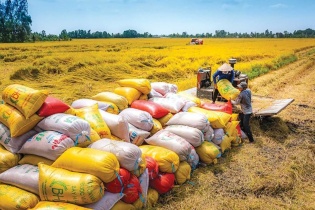 Việt Nam dự kiến xuất khẩu 7,6 triệu tấn gạo năm 2024