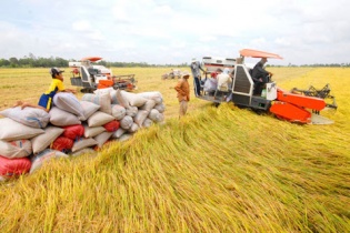 Đề xuất áp dụng giá sàn xuất khẩu gạo