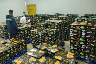 Chiếu xạ 7 tấn xoài tươi xuất khẩu sang Australia