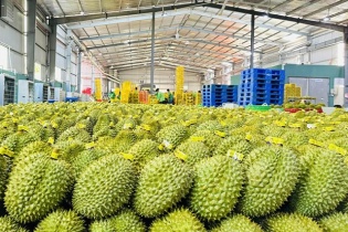 Xuất khẩu gần 800 triệu USD sầu riêng qua cửa khẩu Kim Thành, Lào Cai 