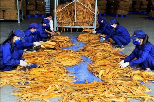 Dự kiến nhập khẩu 79.199 tấn nguyên liệu thuốc lá trong năm 2026