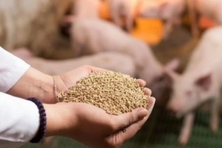 Xuất  khẩu thức ăn gia súc thu về hơn 1 tỷ USD