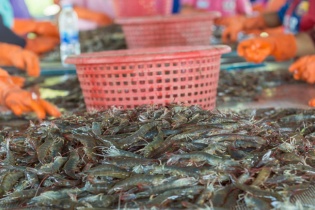 Thủy sản Việt Nam không cạnh tranh trực diện với sản phẩm nội địa Mỹ