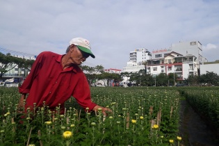 Trồng hoa Tết trên "đất kim cương" giữa phố phường