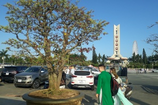 Những cây mai cổ thụ giá tiền tỷ ở Chợ hoa xuân Đà Nẵng