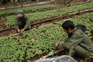 Kon Tum kêu gọi đầu tư 31 dự án trồng và chế biến dược liệu