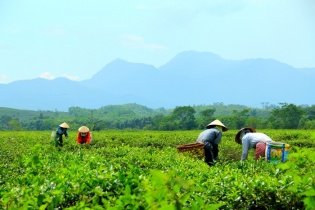 Quảng Nam thu hồi Khu du lịch nghỉ dưỡng Tây Bà Nà của Công ty Toàn cầu TMS