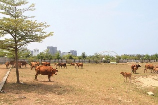 Quảng Nam: Giữ hình sự nguyên Tổng giám đốc Công ty Bách Đạt An