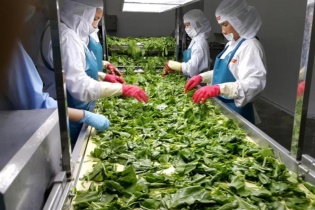 Tháng 1/2021, xuất khẩu rau quả đạt khoảng 260 triệu USD