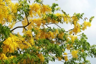 [Ảnh] Muồng hoàng yến khoe sắc khắp phố phường Hà Nội