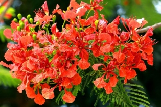 [Ảnh] Phượng vỹ “thắp lửa” cho mùa hè Hà Nội thêm rực rỡ