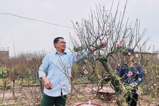 Đào Nhật Tân được mùa nhưng sức mua giảm
