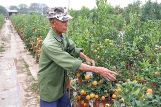 Quất Tứ Liên lúc lỉu vào vụ Tết Nhâm Dần 2022