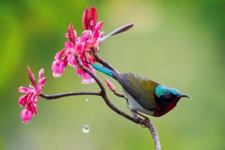 [Ảnh] Đào chuông bung nở, một mùa xuân nhung nhớ lại về trên đỉnh Bà Nà