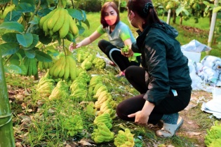 [Ảnh] Phật thủ “cháy hàng”, lượng khách mua tăng mạnh vào cận Tết.