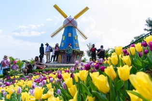 [Ảnh] Ngắm hoa tulip lần đầu khoe sắc trên đỉnh núi Bà Đen Tây Ninh