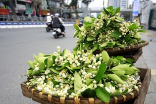 [Ảnh] Hà Nội: Ngát thơm những gánh hoa bưởi đầu mùa