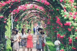 Lên đỉnh Fansipan mùa tháng 4 để ngắm ngàn hoa khoe sắc