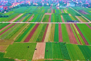 Hà Nội tăng tốc sản xuất phục vụ nhu cầu thực phẩm dịp Tết Quý Mão 2023