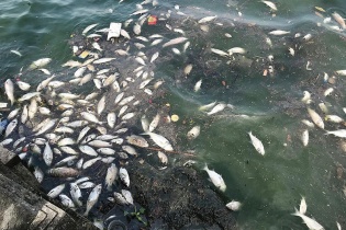 Hà Nội: Nhiều hồ xuất hiện cá chết