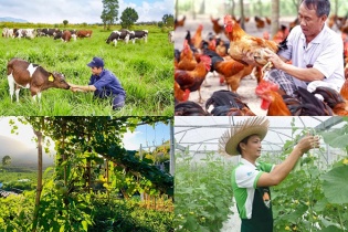 Hà Nội: “Lợi ích kép” từ phát triển kinh tế trang trại liên kết