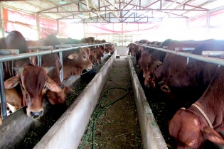 Hà Nội kêu gọi đầu tư xây dựng nhà máy sản xuất thức ăn gia súc