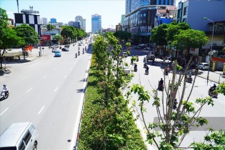 Hà Nội sẽ thay thế hàng loạt cây già cỗi, kém thẩm mỹ