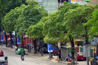 Hà Nội: Đề xuất di dời khoảng 80 cây hoa sữa ở đường Nguyễn Chí Thanh