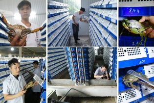 Hà Nội: Tiềm năng nhân rộng mô hình nuôi cua biển trong hộp nhựa giá trị kinh tế cao