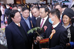 Lai Châu mời gọi đầu tư phát triển cây sâm bản địa quý hiếm