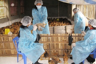 Hà Nội chủ động ngăn chặn mầm bệnh trên động vật dịp cuối năm