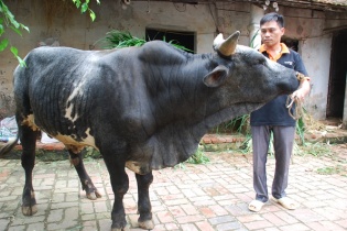 30.000 hộ nông dân hưởng lợi từ dự án lai tạo giống bò BBB 