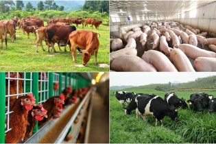 Đối mặt nhiều khó khăn, ngành chăn nuôi, thủy sản Hà Nội vẫn tăng trưởng cao