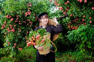 Bắc Giang: Thực hiện hiệu quả Chương trình OCOP gắn với sản phẩm chủ lực