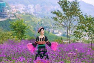 Xiêu lòng với đồi hoa tím đẹp như mơ ở Fansipan 