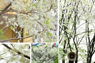 [Ảnh] Hà Nội trắng trời hoa sưa