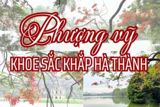 [Ảnh] Phượng vỹ khoe sắc khắp Hà thành