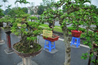 Festival sinh vật cảnh Hà Nội lần thứ nhất sẽ diễn ra trong 17 ngày