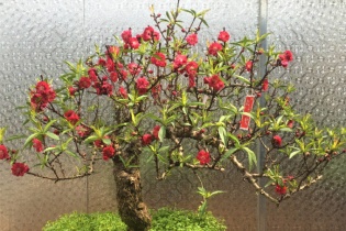 Hội hoa Xuân và các sản phẩm OCOP vùng miền Xuân Ất Tỵ - quận Tây Hồ diễn ra trong 5 ngày