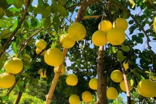 Hà Nội cho phép nhiều hợp tác xã sử dụng địa danh để đăng ký nhãn hiệu