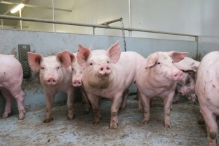 Chủ tịch Hà Nội ban hành Công điện phòng, chống dịch tả lợn Châu Phi