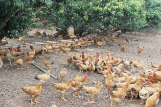 Hà Nội chủ động phòng, chống dịch bệnh gia súc, gia cầm sau mưa lũ