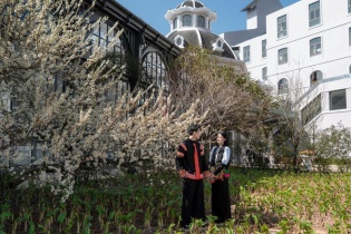 [Ảnh] Cây mận cổ thụ trắng muốt đẹp như trong phim tại Sun World Fansipan Legend