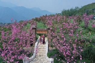 [Ảnh] Ngỡ ngàng sắc hồng Anh đào kép phủ kín Fansipan tháng 4