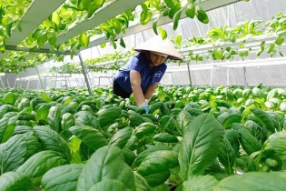 Hà Nội thúc đẩy sản xuất nông sản an toàn gắn với chuyển đổi số