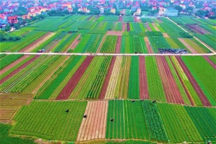 Hà Nội yêu cầu đưa đất nông nghiệp chưa khai thác vào sản xuất trước ngày 30/9