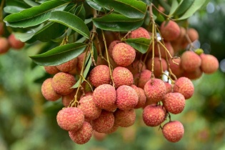 Vải Việt sang Úc giá 500.000 đồng/kg, nhưng bị cạnh tranh bởi vải Úc và vải Trung Quốc