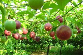 Thêm nhiều trái cây chủ lực Việt Nam có cơ hội xuất khẩu sang Trung Quốc